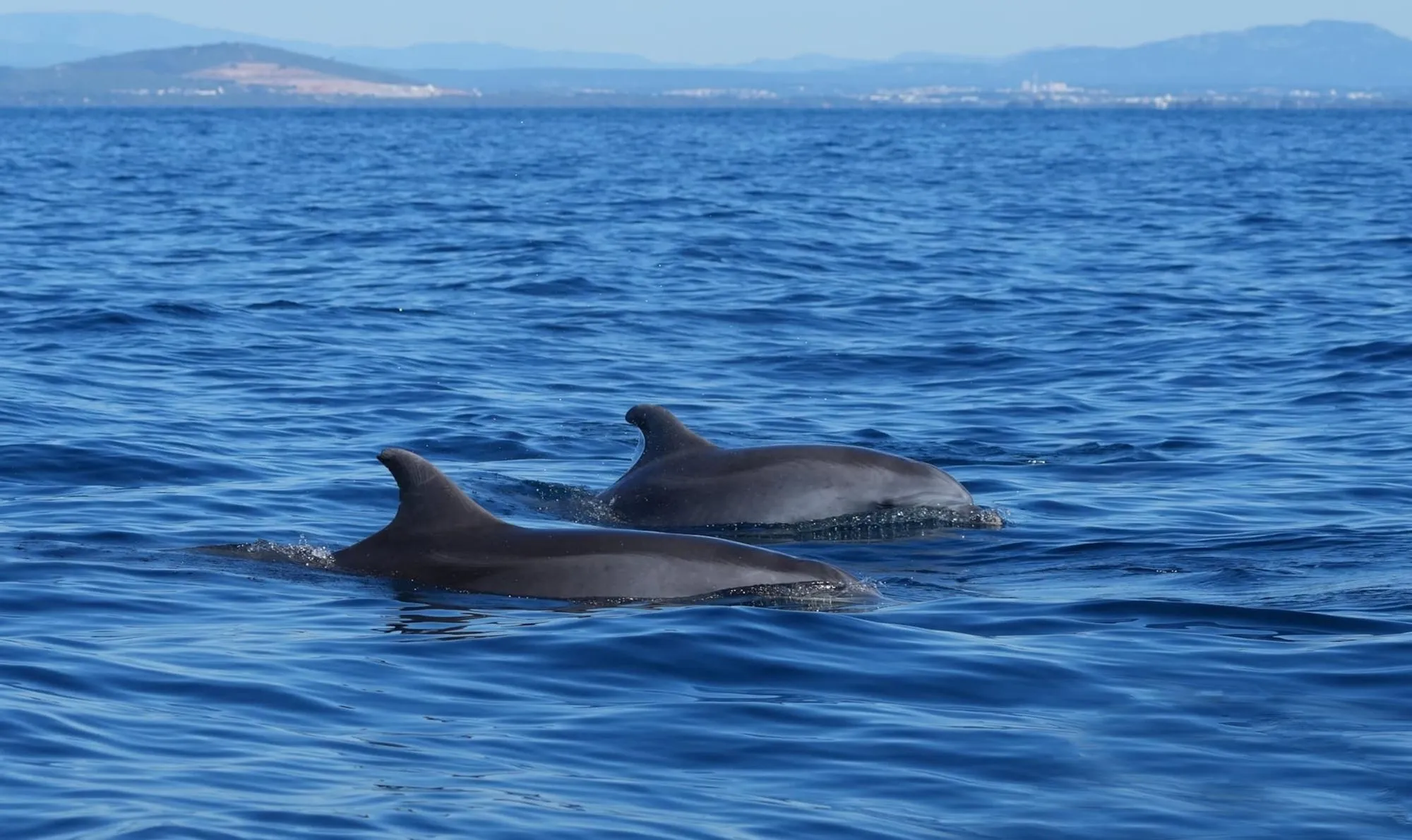 Two dolphins surfacing next to the boat